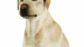 Řeč těla u psů: co chce říct váš mazlíček